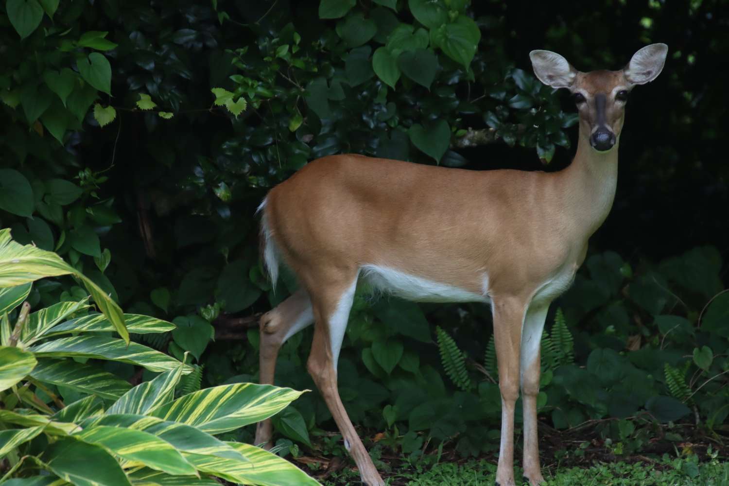 Young deer doe fawn hiding while grazing in green garden.