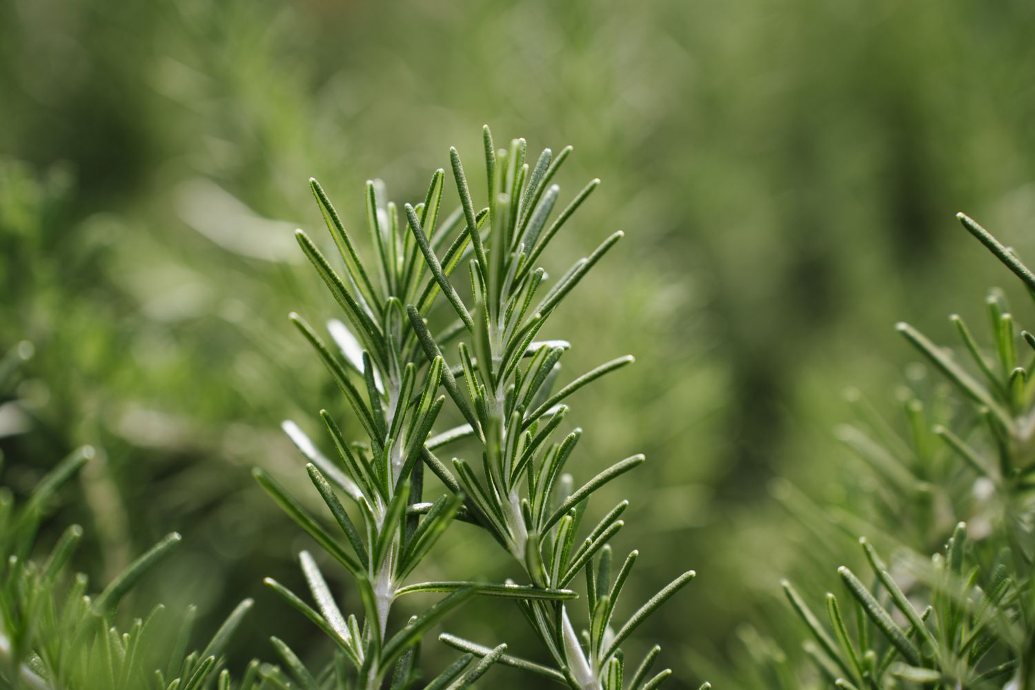 Close-up of fresh rosemary, Salvia rosmarinus, growing in garden in sunny day