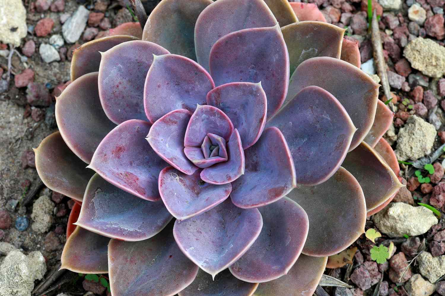 Echeveria "Perle von Nurnberg"