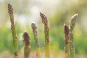 Growing cultivated asparagus stems in the farm garden, backlighted with copy space. 