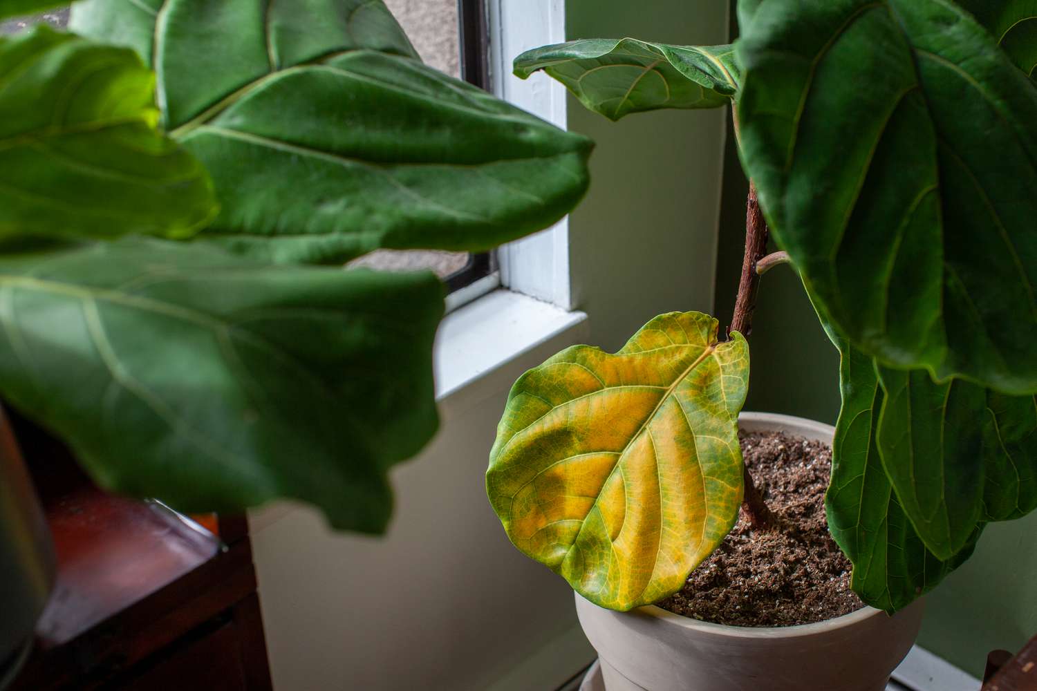 yellow fiddle leaf fig