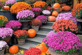 Brightly arranged flowers and pumpkins on steps