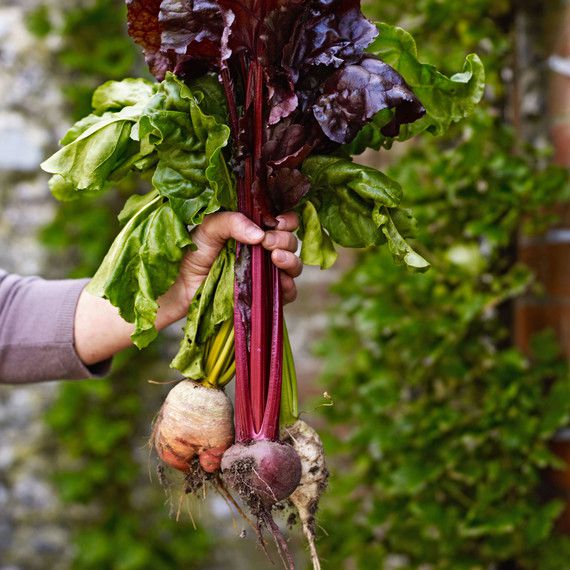 picked root vegetables