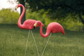 pink plastic flamingos against a green lawn and yard