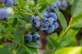 Blueberries growing on a bush with green leaves