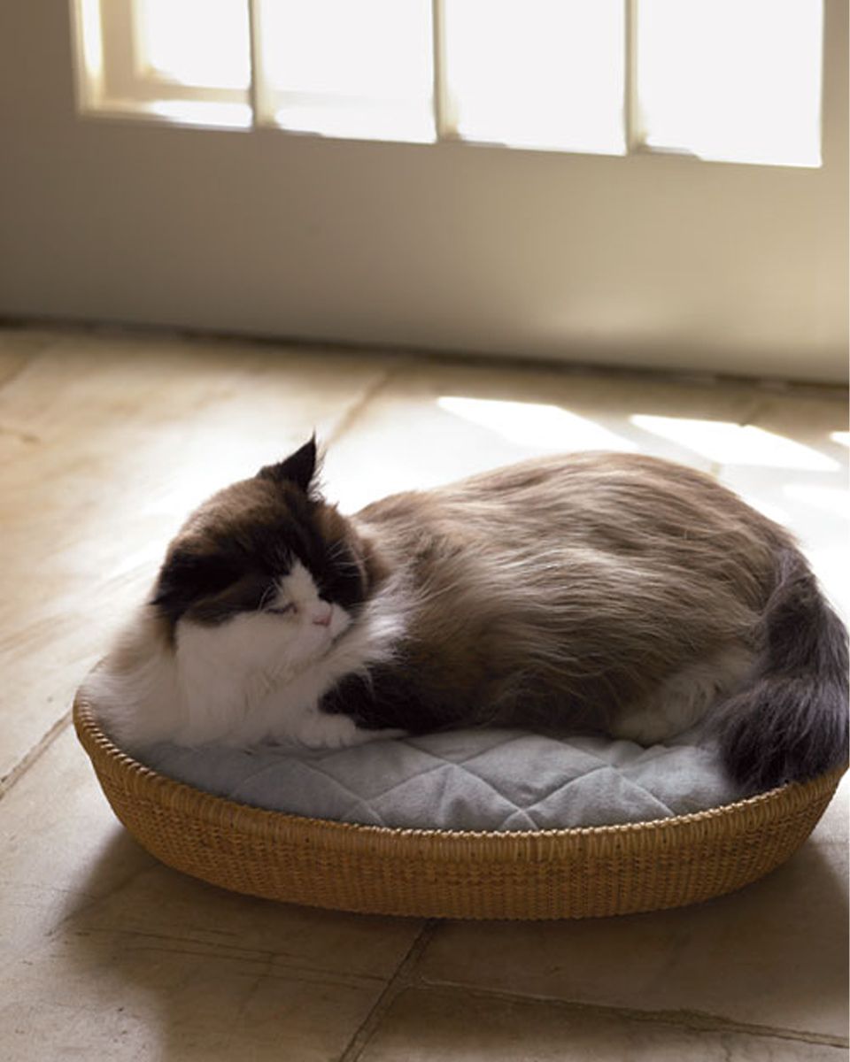 cat laying in pet bed