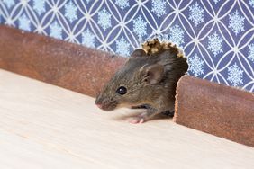 Ordinary house mouse (Mus musculus) nose pokes through a hole in the wall