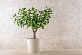 Jade plant