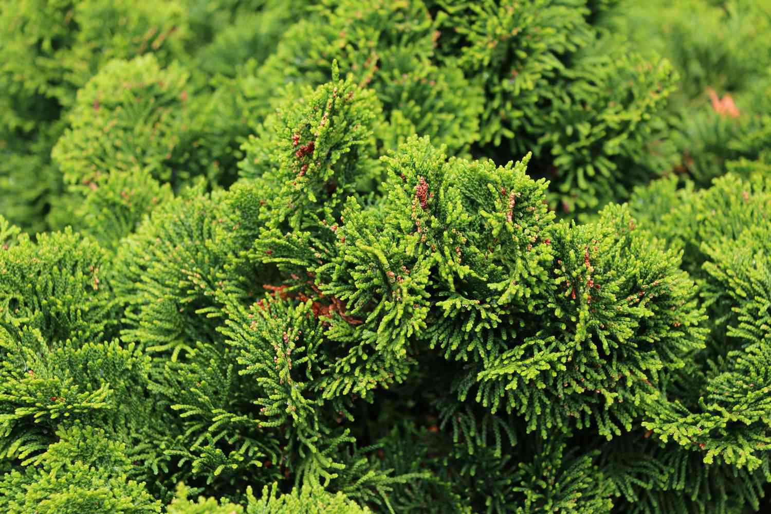 Creeping juniper