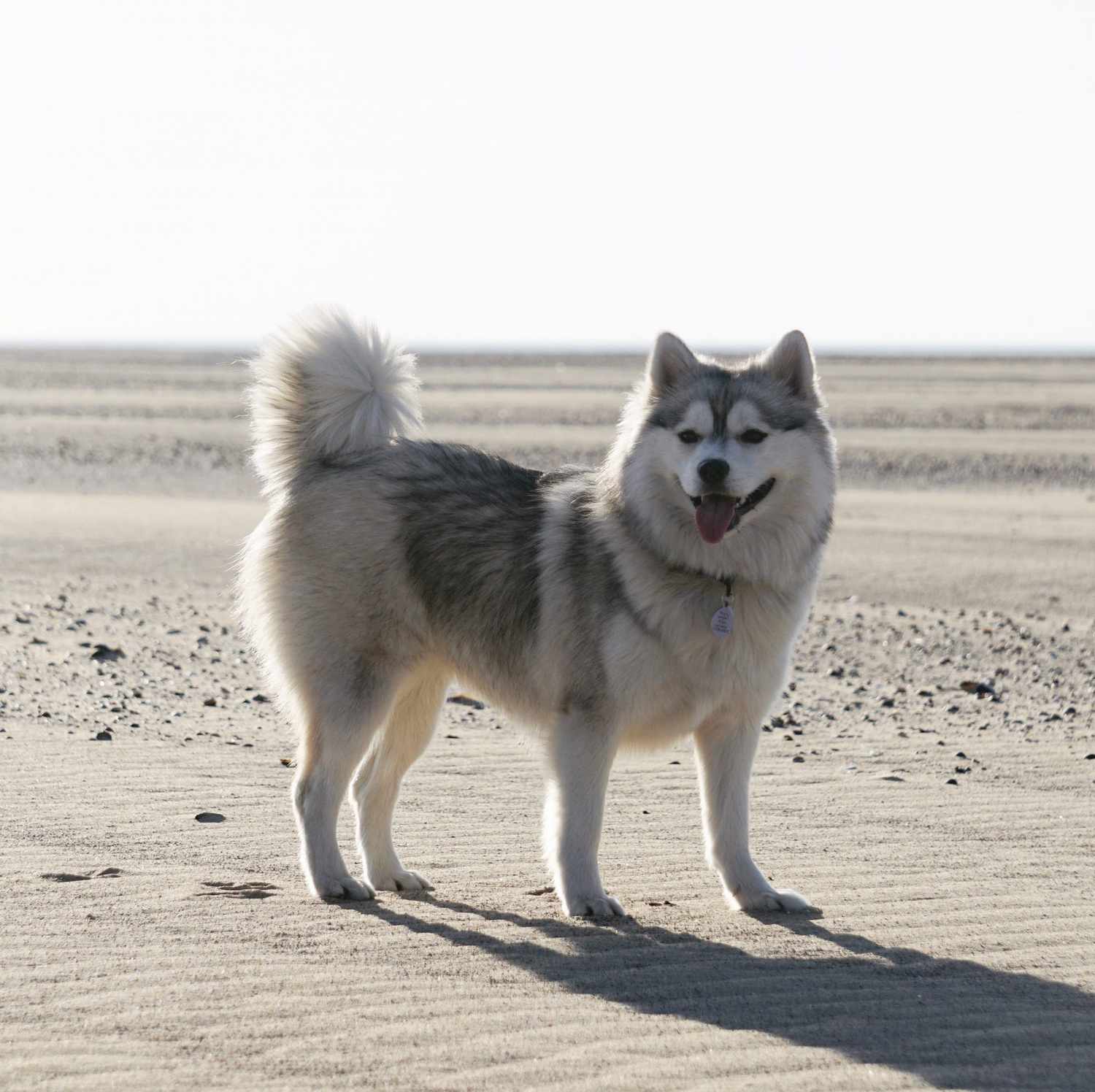 pomsky huski mix on beach