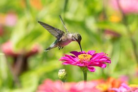 A hummingbird feeding from a flower