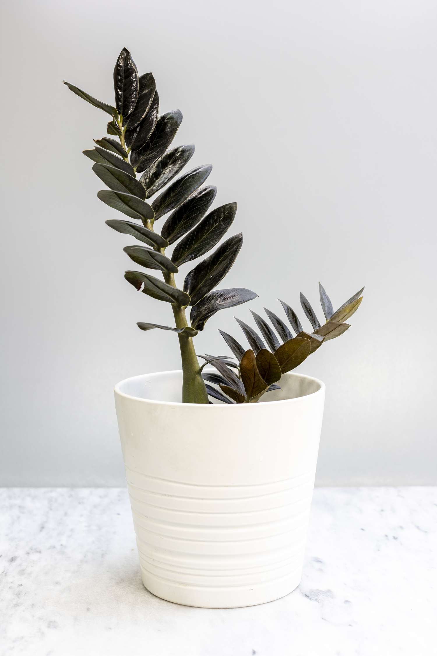 Zamioculcas Zamifolia black plant in white pot on white background
