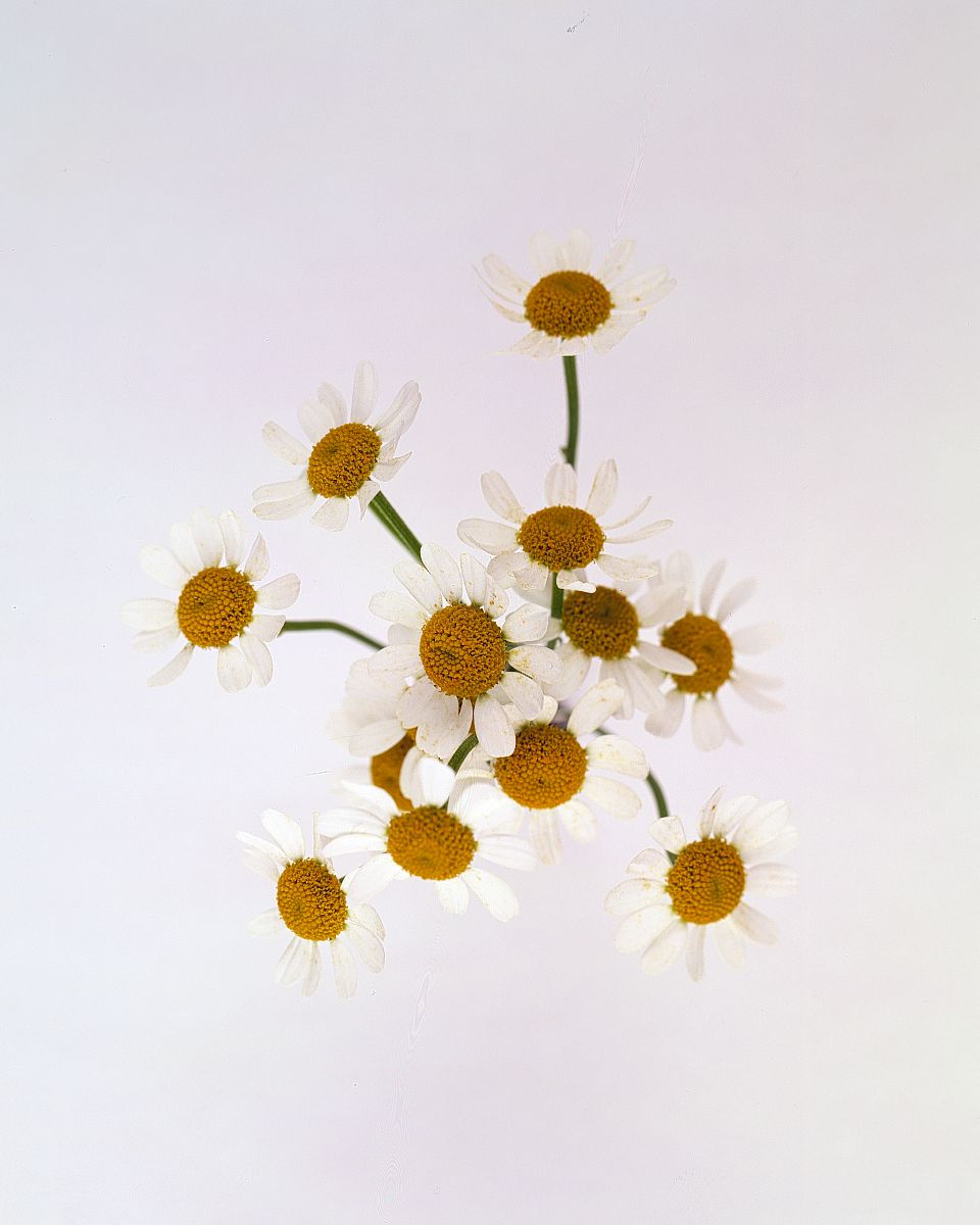 flower-glossary-chamomile-a98432-0415.jpg