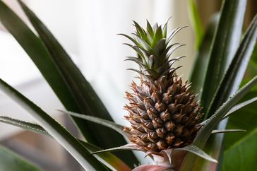Pineapple growing at home