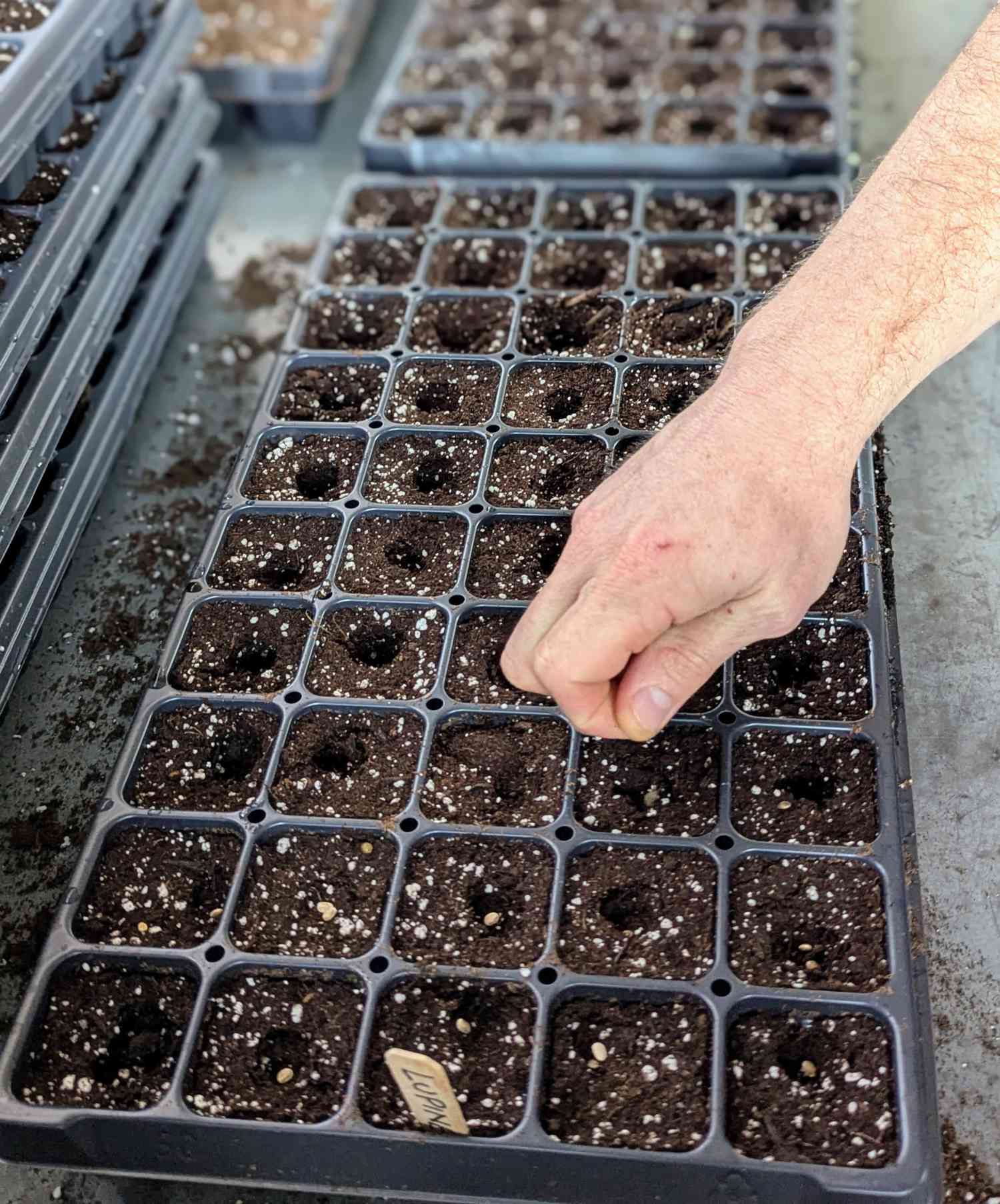 Flower seeds being sown indoors