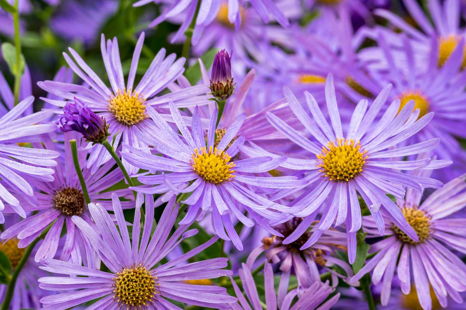 frikart's aster
