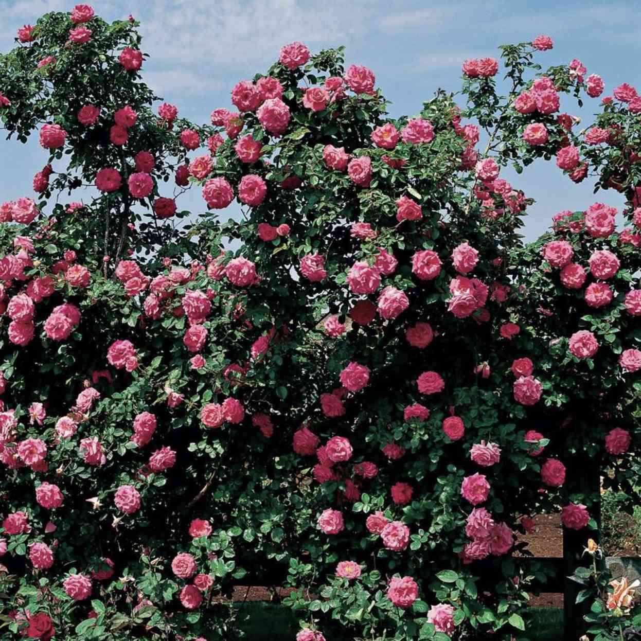 America climbing rose on a trellis