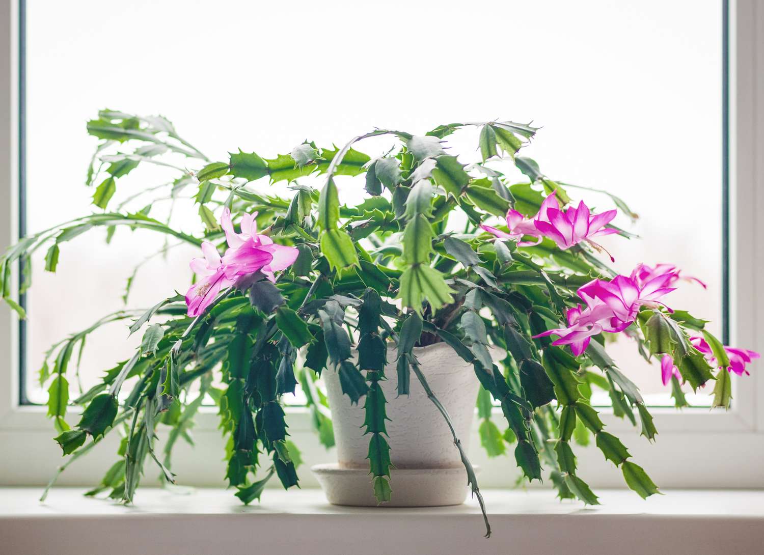 Christmas cactus in a windowsill with pink blooms