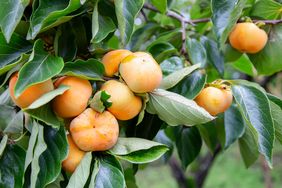 persimmon tree