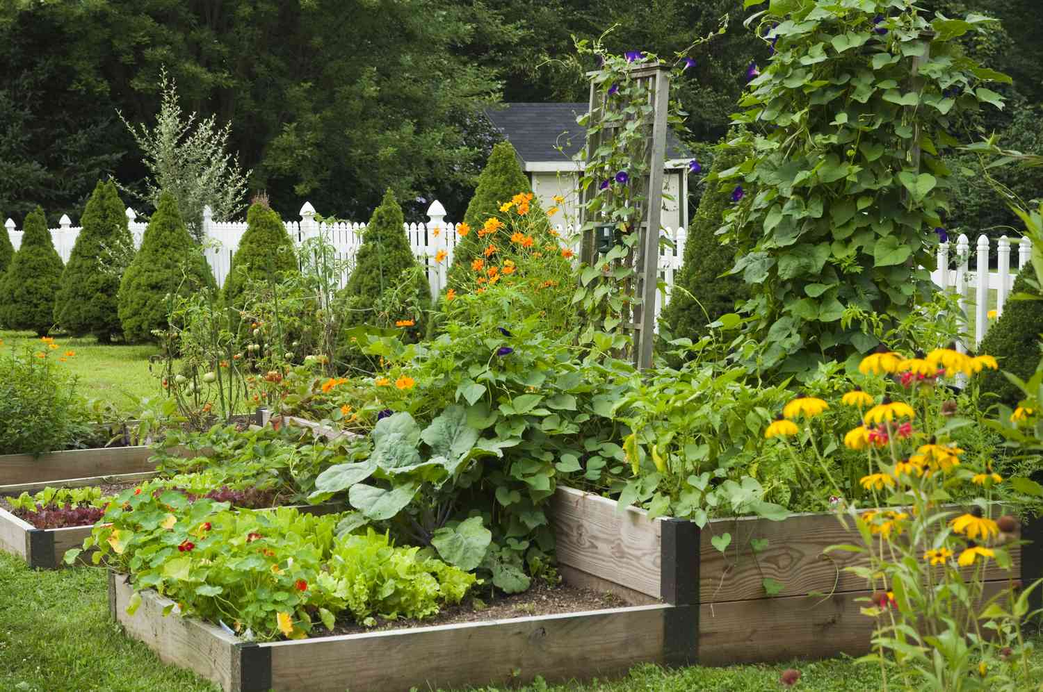 Homegrown organic vegetable garden and flowers in the suburbs.