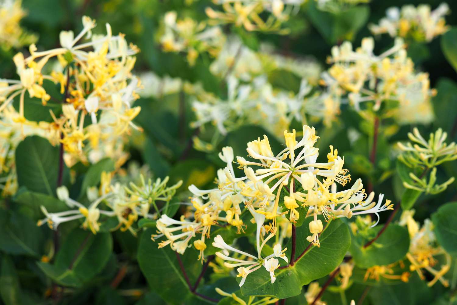 Honeysuckle Flowers