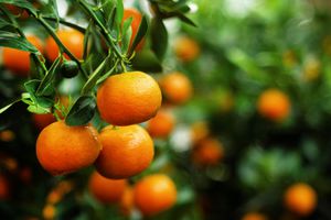 clementine tree fruit 