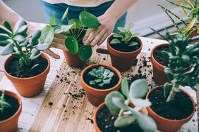woman potting houseplants