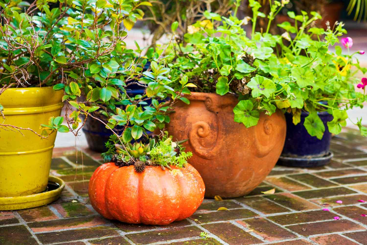 Pumpkin planter