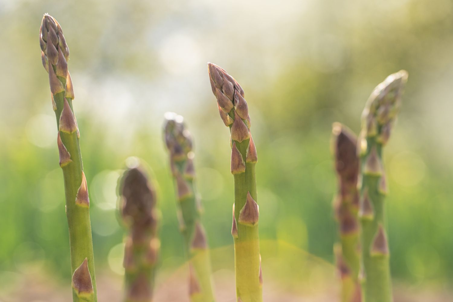 Growing cultivated asparagus stems in the farm garden, backlighted with copy space. 