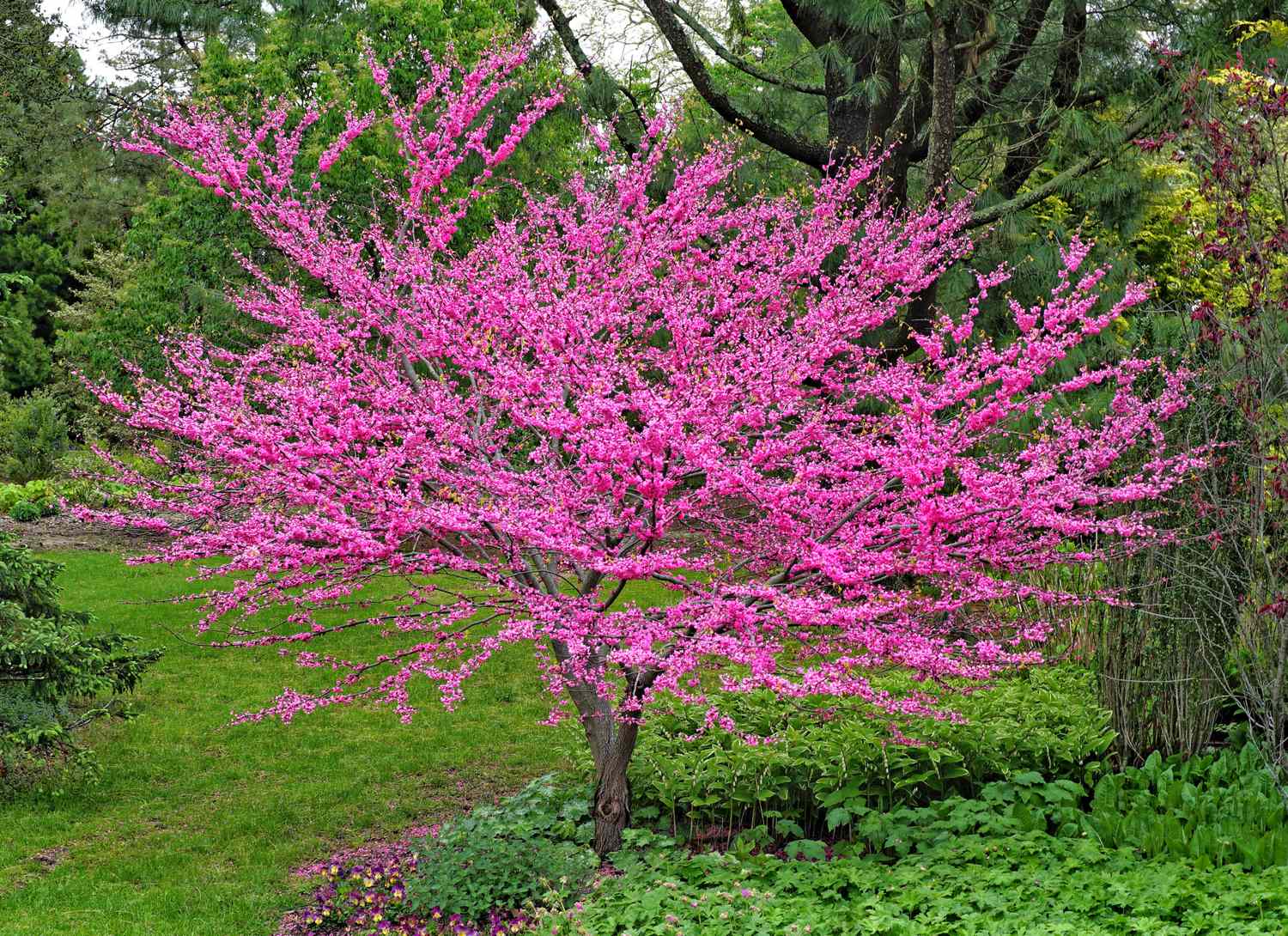 weeping redbud tree blooming