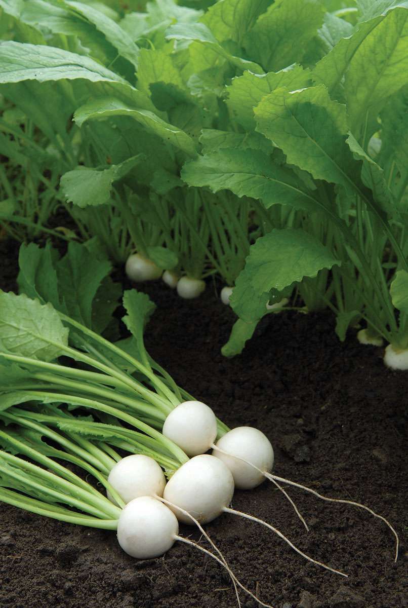 turnips-white-0328