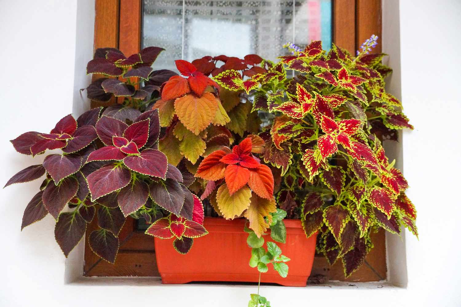 Coleus in different shades