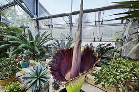 Corpse flower