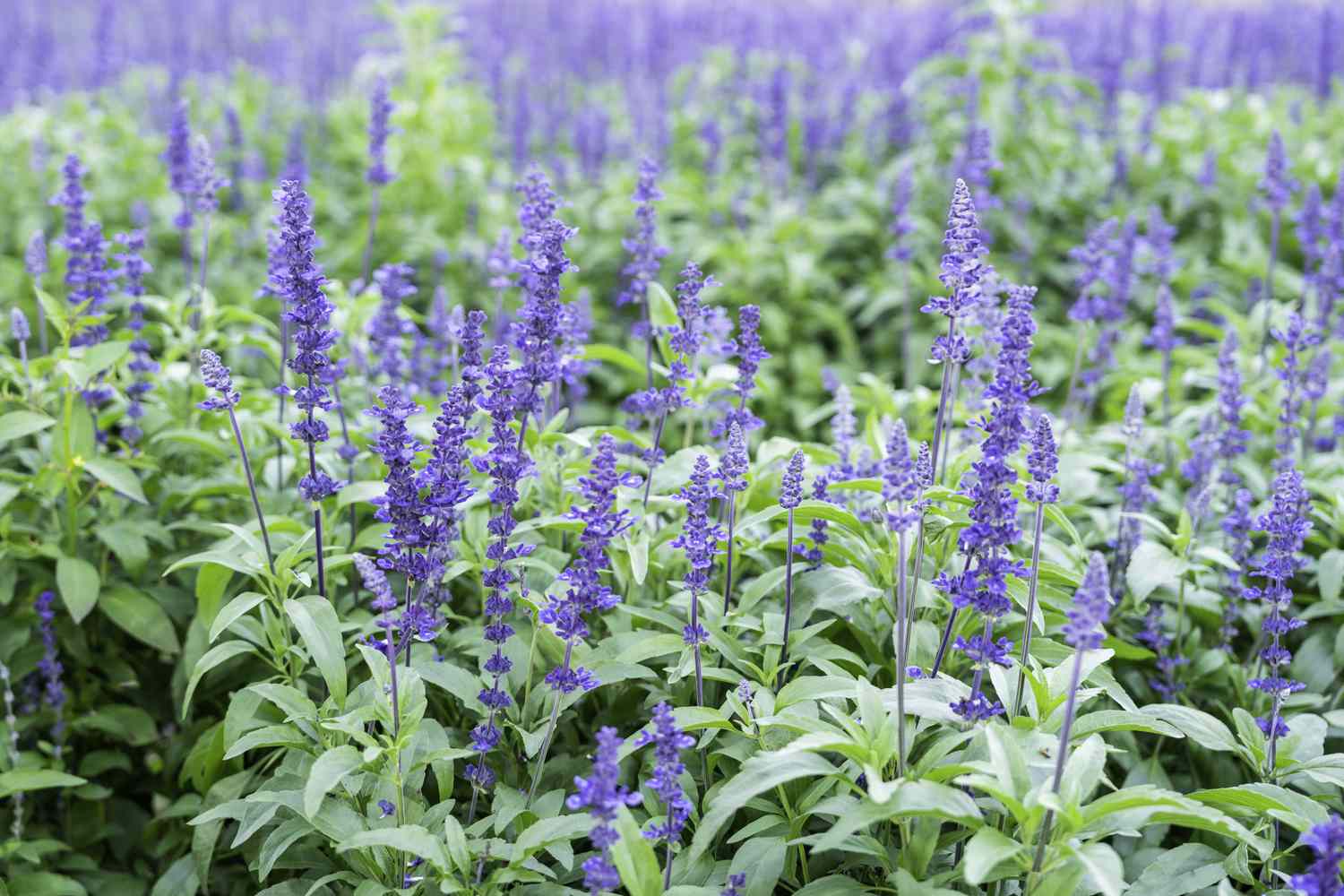 Salvia