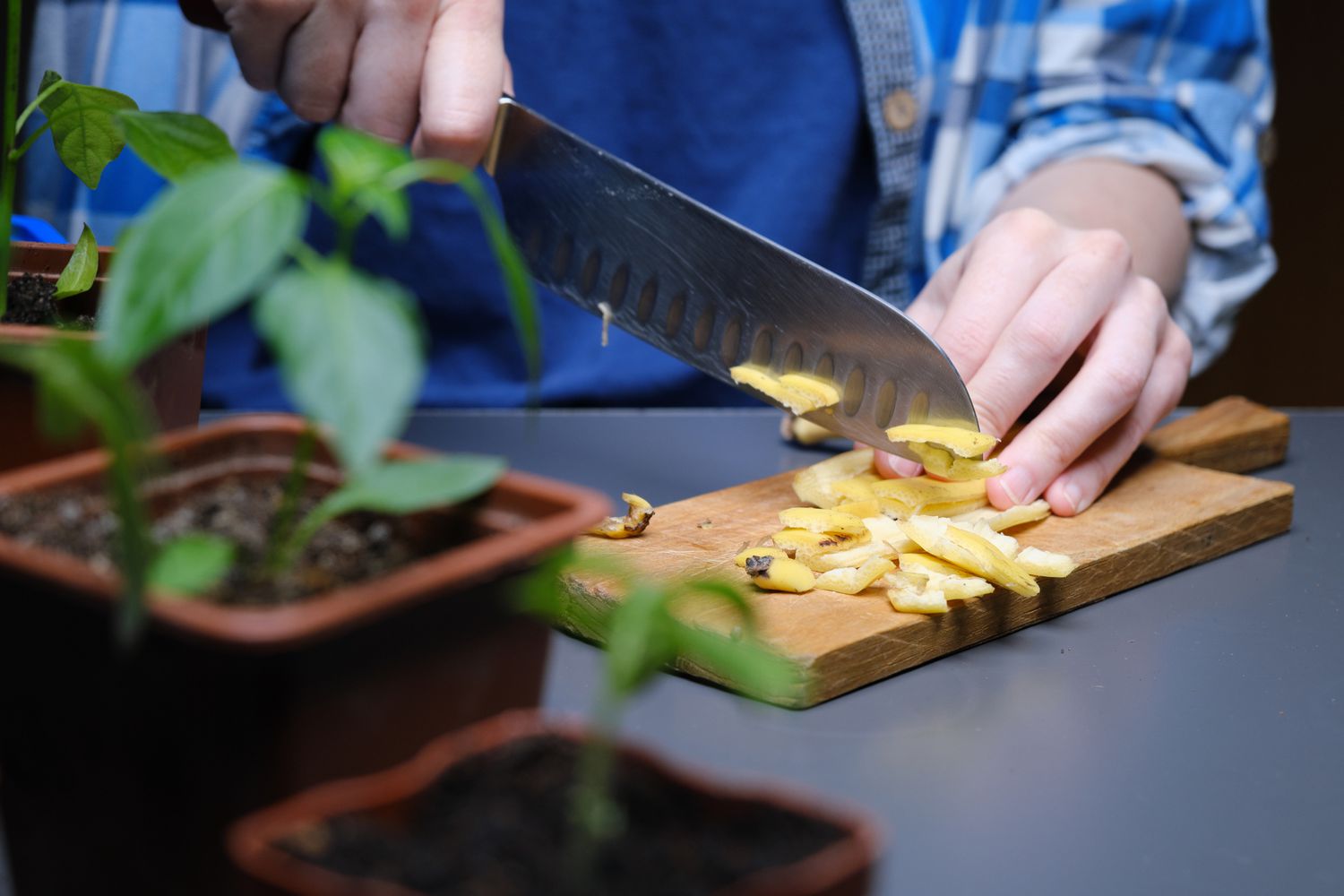 Person is using banana peels as plant fertilizer