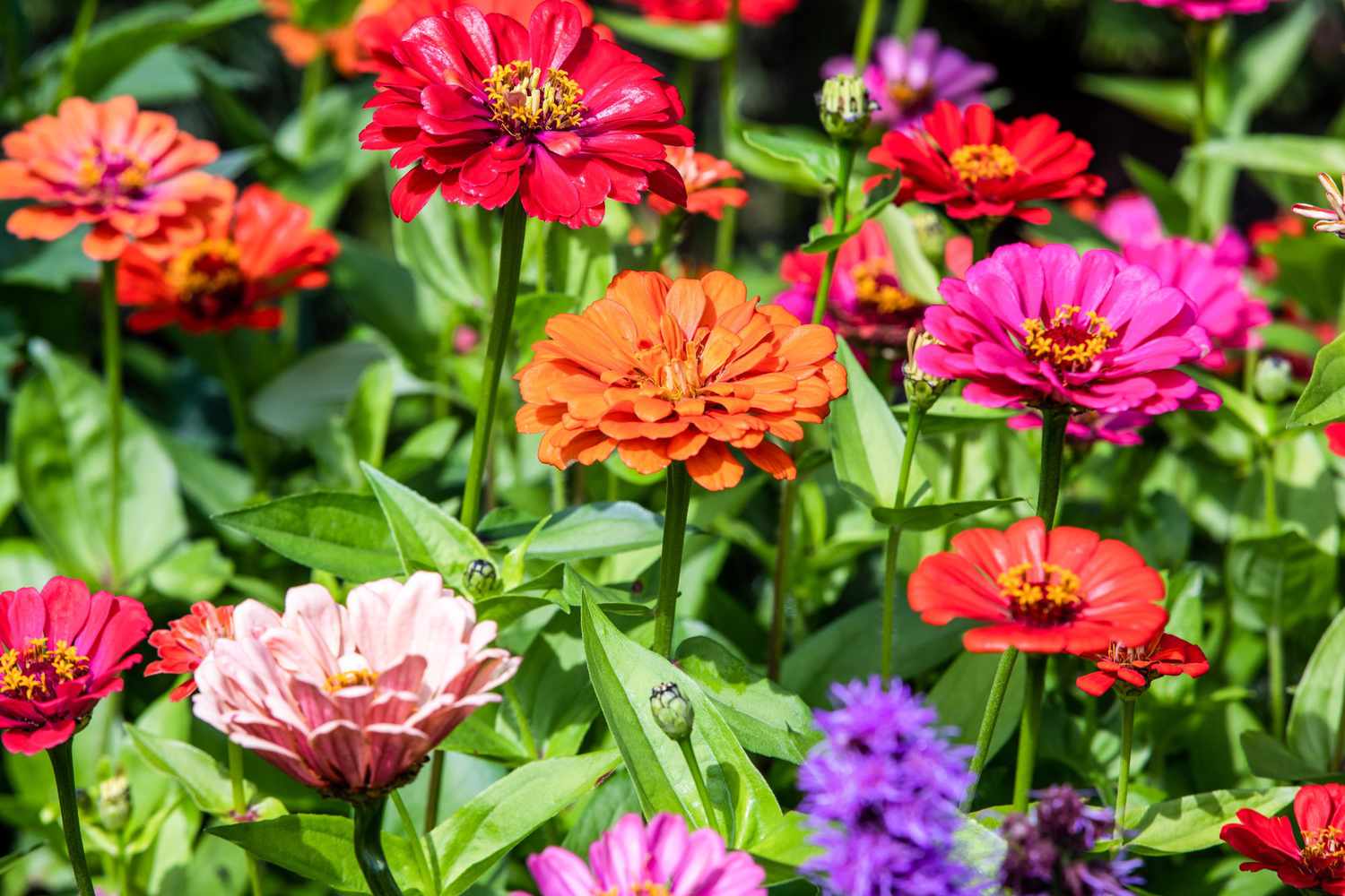 Beautiful colorful zinnias in the summer garden
