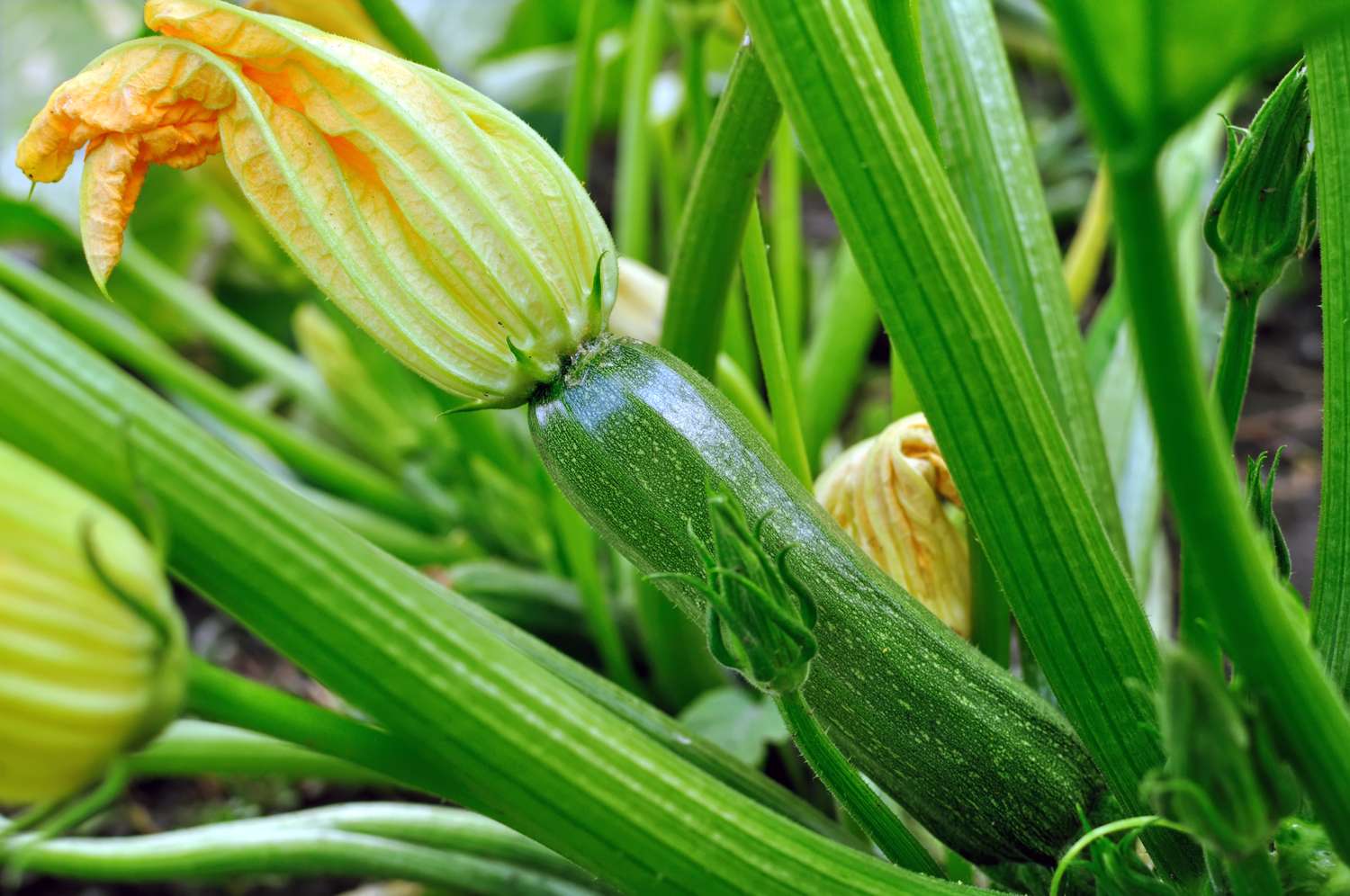 A zucchini plant with a growing fruit and flowers