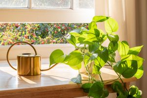 potted golden pothos next to window on sill