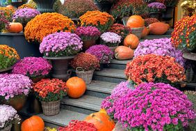 Brightly arranged flowers and pumpkins on steps