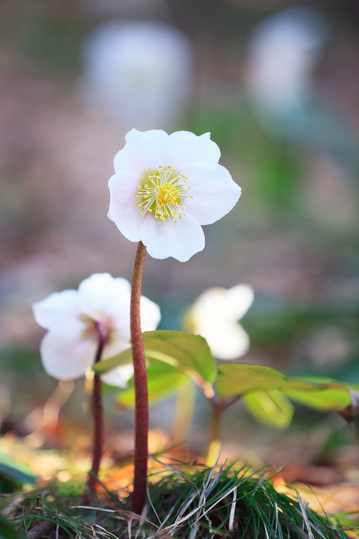 white hellebore flowers