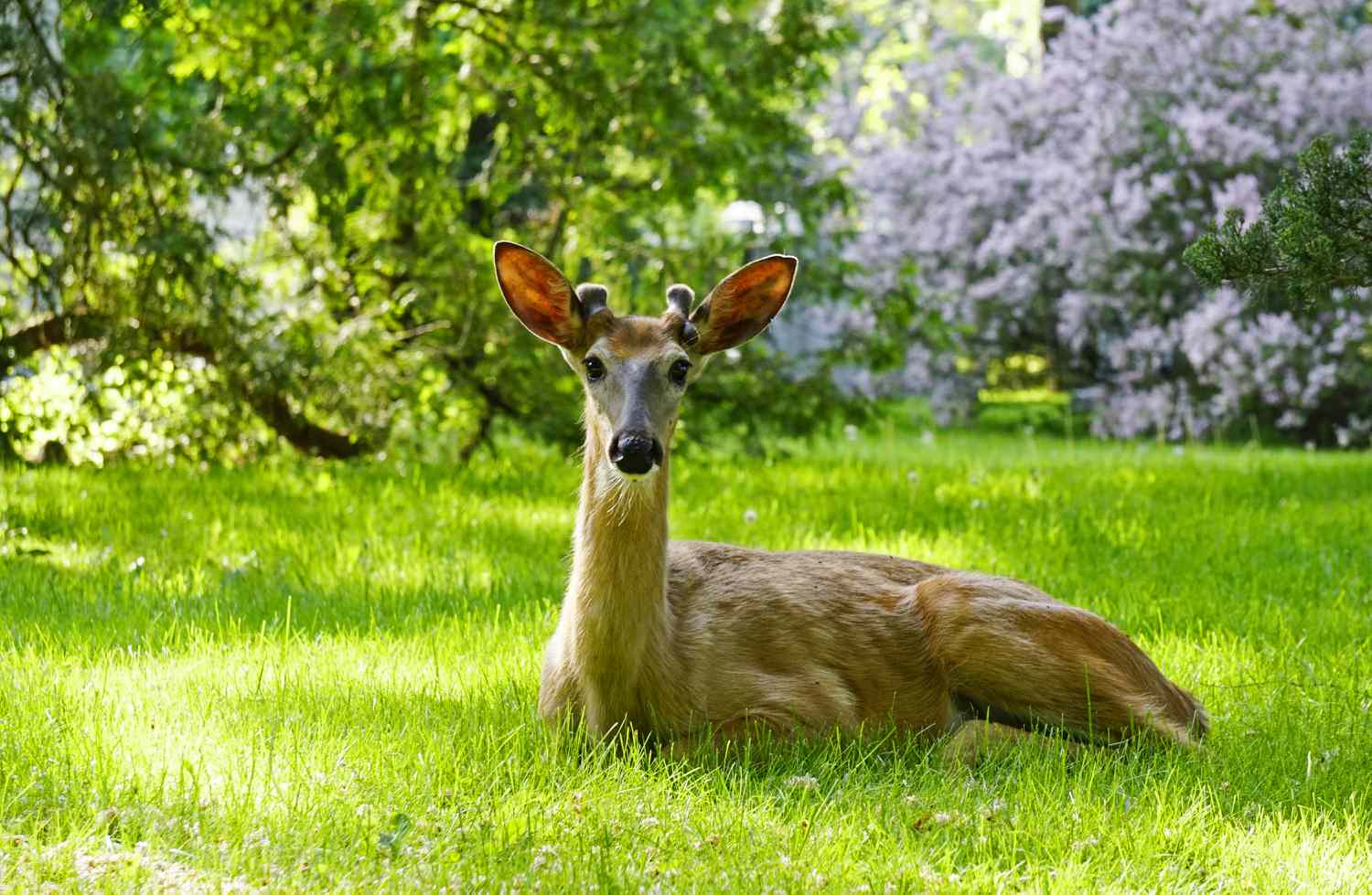 White tailed deer sitting in a garden of decorative shrubs and trees.