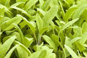 sage growing in garden