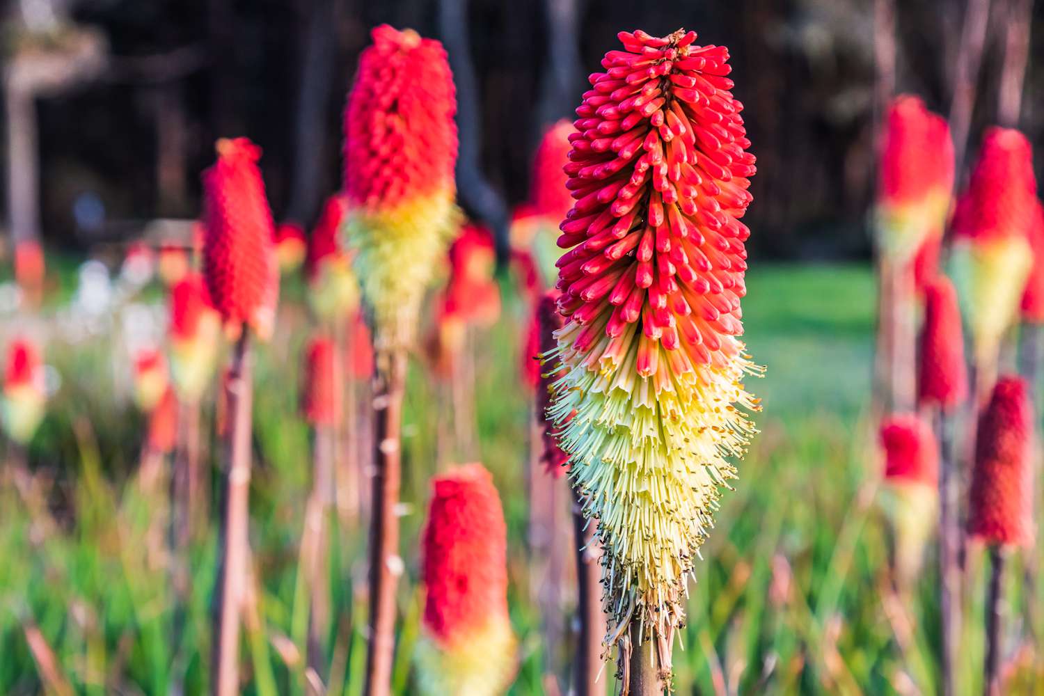 red hot poker flowers