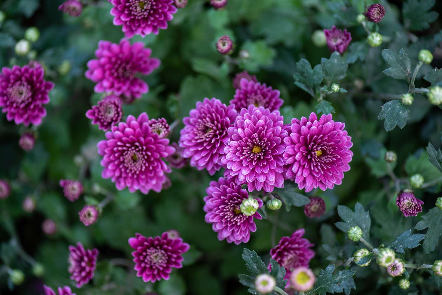 The smaller purple chrysanthemums in the park are against a dark green background