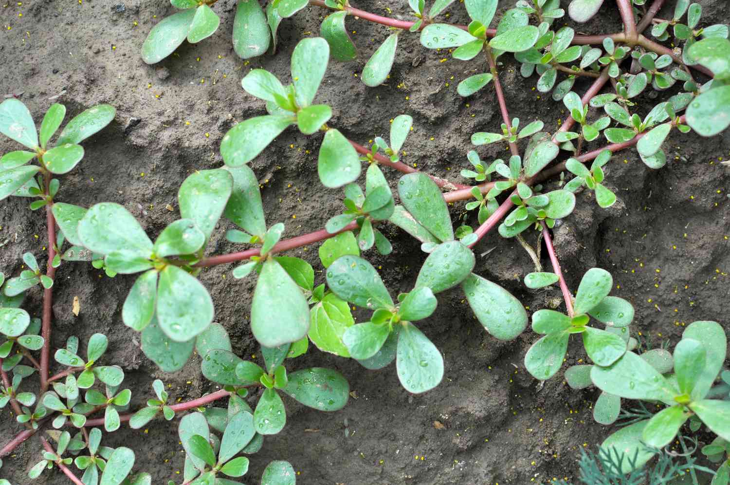 Purslane weed