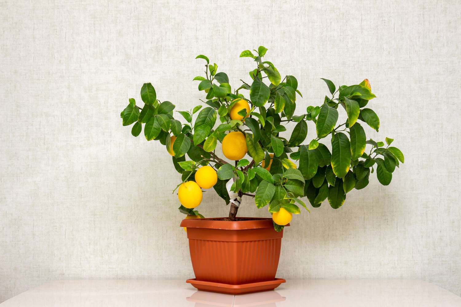 an indoor lemon tree