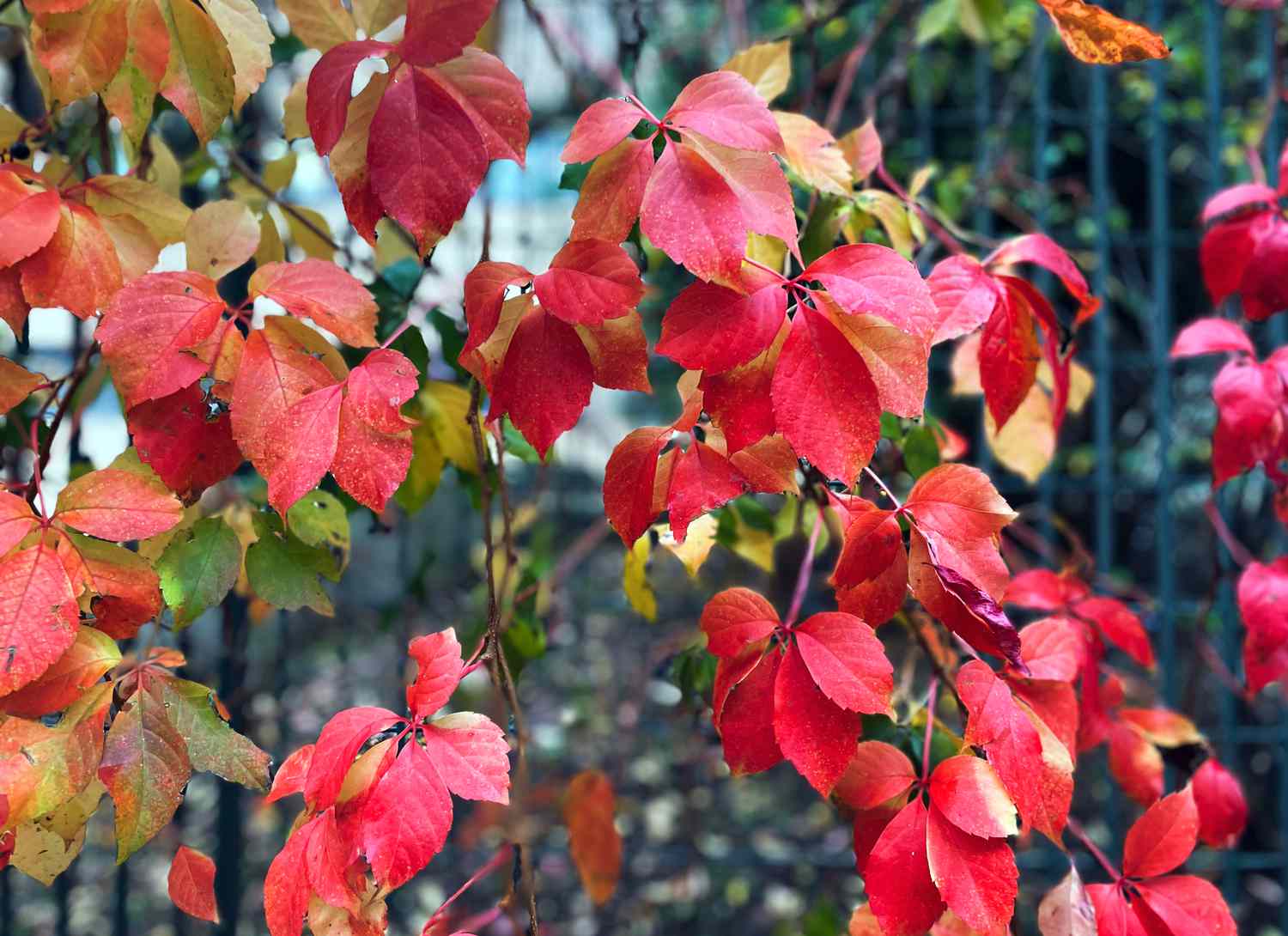Virginia Creeper vines
