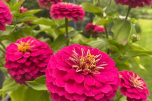 Common zinnia Pink petals overlapping many layers, forming a beautiful bush.