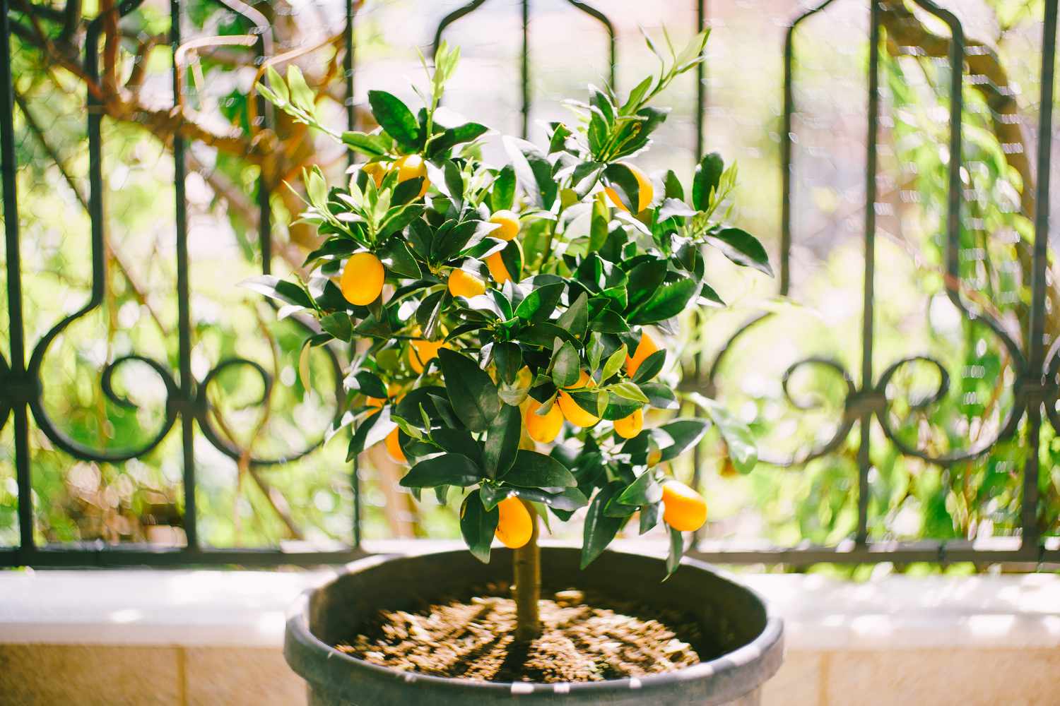 Potted kumquat tree