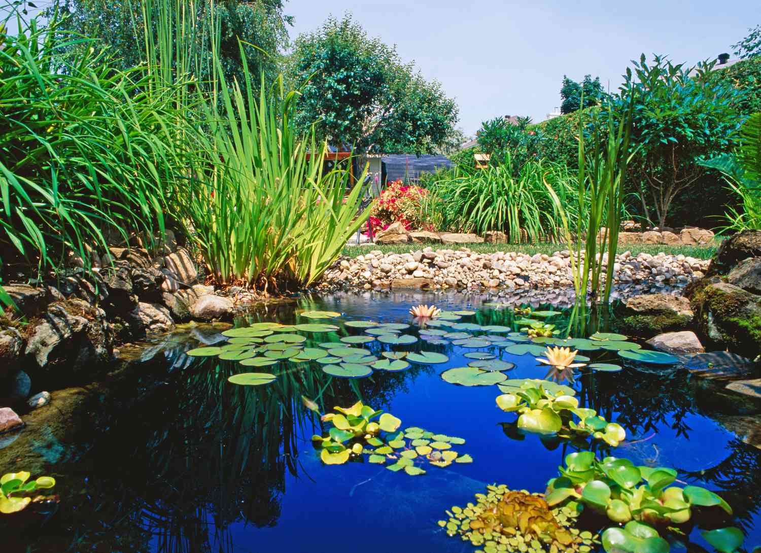 Koi pond with aquatic plants